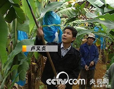[广西香蕉卢义贞]卢义贞:在广西种香蕉由一个秘密成就亿万财富