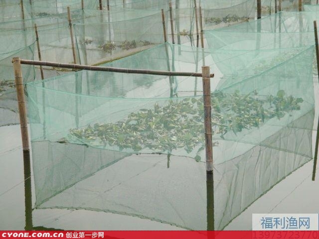 泥鳅的养殖技术|泥鳅网箱养殖技术