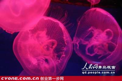 【王文龙烈士】王文龙：海月水母养殖成特种养殖新行业