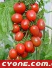 樱桃番茄种子种植方法_樱桃番茄种植前景和效益分析