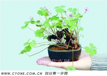 微型红花酢浆草盆栽