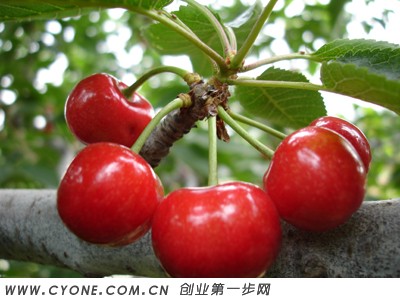 【巴西甜樱桃】甜樱桃价格高,种植效益高市场前景好