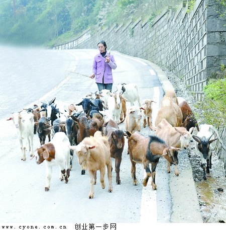 昨日，綦江区古南街道名山村，何锡容赶山羊回家。 首席记者 钟志兵 摄