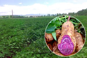 大紫薯和小紫薯哪个好|紫薯的特性及紫薯栽培技术