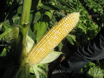 夏玉米800公斤栽培技术_菜用玉米栽培技术（又名鲜食玉米、果蔬玉米）