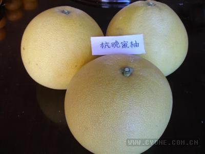 [杭州小客车]杭晚蜜柚栽培技术