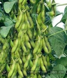最早栽培大豆的国家|大豆高产栽培技术