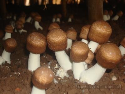[巴西菇的功效与作用]巴西菇种植效益和种植前景分析
