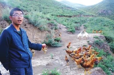 李海龙个人资料|李海龙：大学生返乡散养鸡创业,“溜达鸡”让他好赚钱