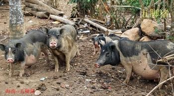 【五脚猪为什么不能杀】海南五脚猪养殖可致富