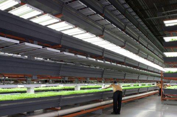 led光源指的是什么_LED光源室内种植，每天光照22个小时的蔬菜种植技术