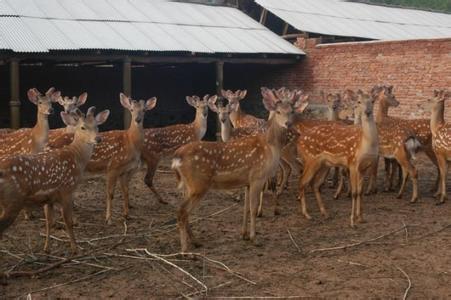 【鹿的品种】茸鹿品种、鹿场建设及饲养管理技术
