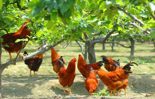 [养鸡大亨怎么赚钱]养鸡赚钱吗?2015养鸡行情养鸡成本和养鸡效益分析