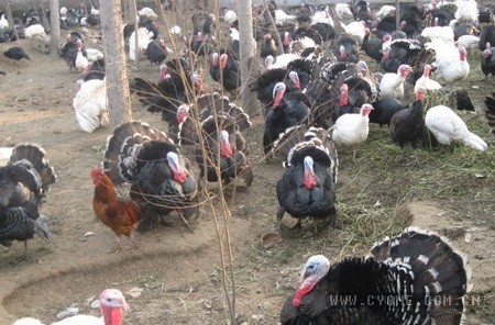【火鸡养殖利润】火鸡养殖投入少、产出多、成本低、效益高