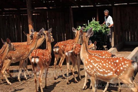 [养鹿的利润与成本]养鹿技术　鹿养殖技术（详细）