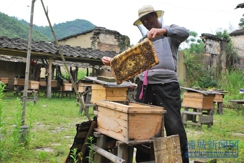 养蜂赚钱吗_张林友养蜂赚钱的创业故事