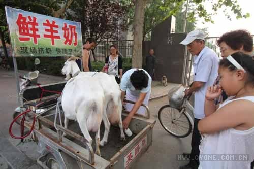 农户开车载活羊卖奶 西安农场主日售羊奶40斤