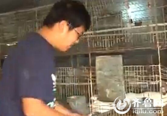 经过一段时间的考察，孙运磊决定进行肉兔养殖，首先，他筹集了四个肉兔养殖大棚，这一养就是两千多只。（视频截图）