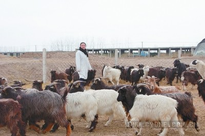 [黑山羊的养殖方法]陈二霞：养殖黑山羊经济效益高走上致富路