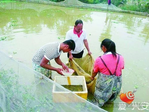 李双林|李双田：兴安县青年农民繁殖泥鳅养殖创业故事