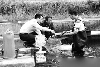 鲟龙鱼养殖条件|鲟龙鱼养殖一年回本，叶志红回乡创业一年纯赚30万元