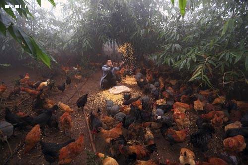 回乡创业扶持政策|王波：回乡创业养2000只土鸡已出栏
