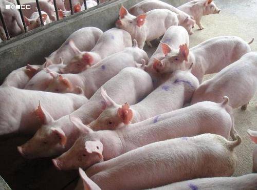 【新职业农民证怎么办理】余克敏：新职业农民养猪种地年入百万