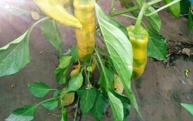 早辣椒什么时候播种|辣椒什么时候播种?辣椒最佳种植时间及栽培方法