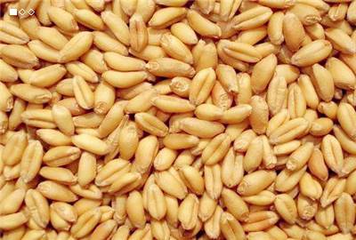 2018小麦价格专家预测_2017至2018年小麦价格最新行情：产销区小麦价格持续偏强