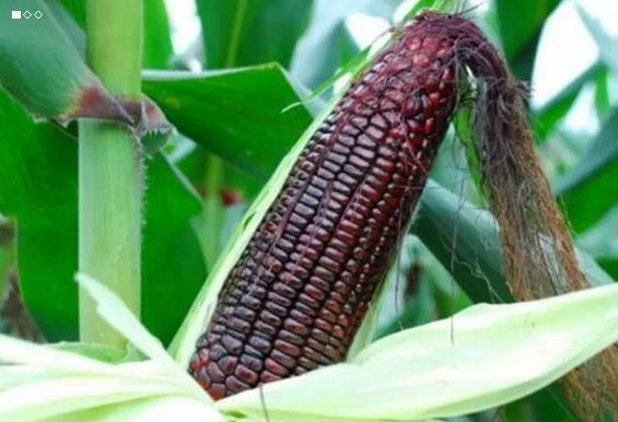 黑玉米是转基因的吗黑玉米有哪些_黑玉米是转基因的吗?黑玉米有哪些功效营养价值