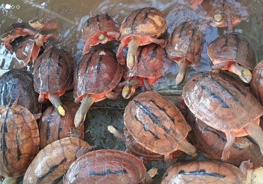 [钦州360龟鳖]龟鳖养殖效益好，目前市场行情低迷但龟鳖养殖行业前景仍看好