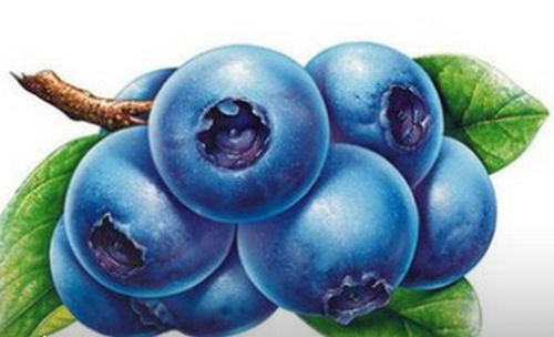 欧洲越橘和蓝莓的区别|越橘和蓝莓的区别是什么？越橘和蓝莓的营养价值