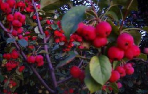 【蔷薇科植物有哪些】蔷薇科苹果属的海棠树结果吗？栽培管理