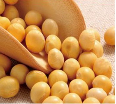 [黄豆什么时候种]黄豆什么时候能收获？黄豆的营养功效