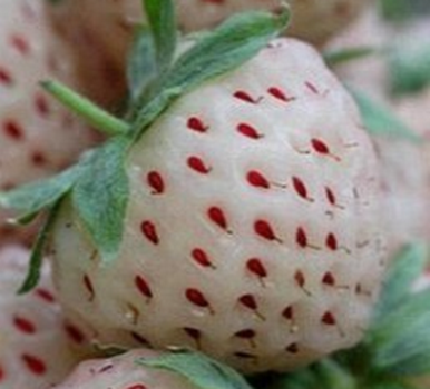 【2017年菠萝莓多少钱】2017年菠萝莓多少钱一斤？食用禁忌有哪些方面