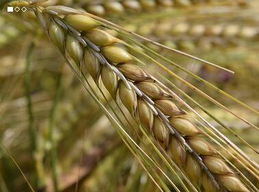大麦在几月份成熟大麦的种植地域有哪些|大麦在几月份成熟？大麦的种植地域有哪些