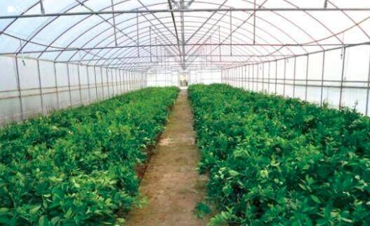 [种植大棚蔬菜技术]李世民种植大棚蔬菜年入达1000万